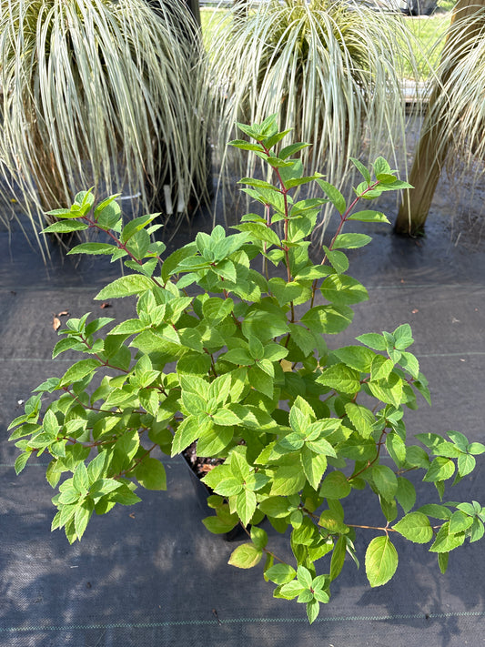 Hydrangea paniculata 'Bombshell'