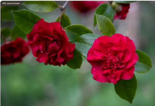 Camellia x williamsii 'Ruby Wedding'