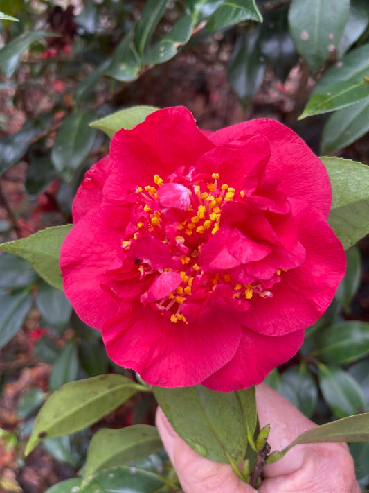 Camellia 'Tod's Dawn Patrol'