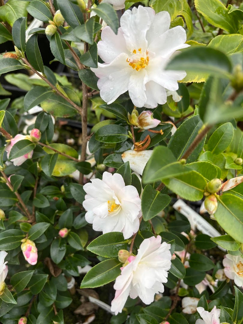 Camellia cuspidata "Dwarf, small, semi double pale pink" - John Davy (to be named}  NEW RELEASE!