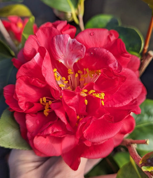 Camellia japonica 'Burgundy Blues'