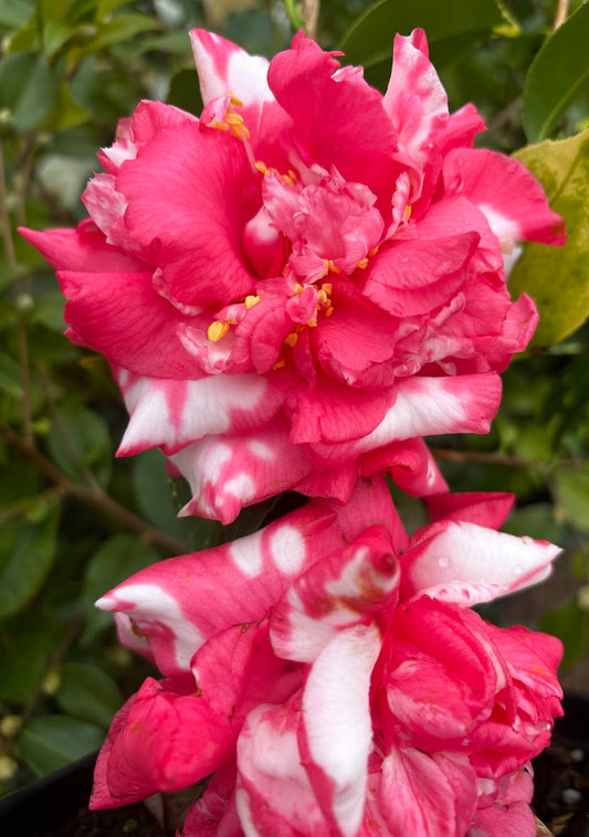 Camellia japonica 'Diakagura Variegated'