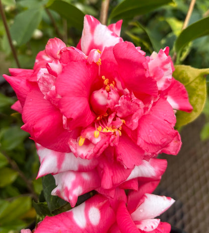 Camellia japonica 'Diakagura Variegated'