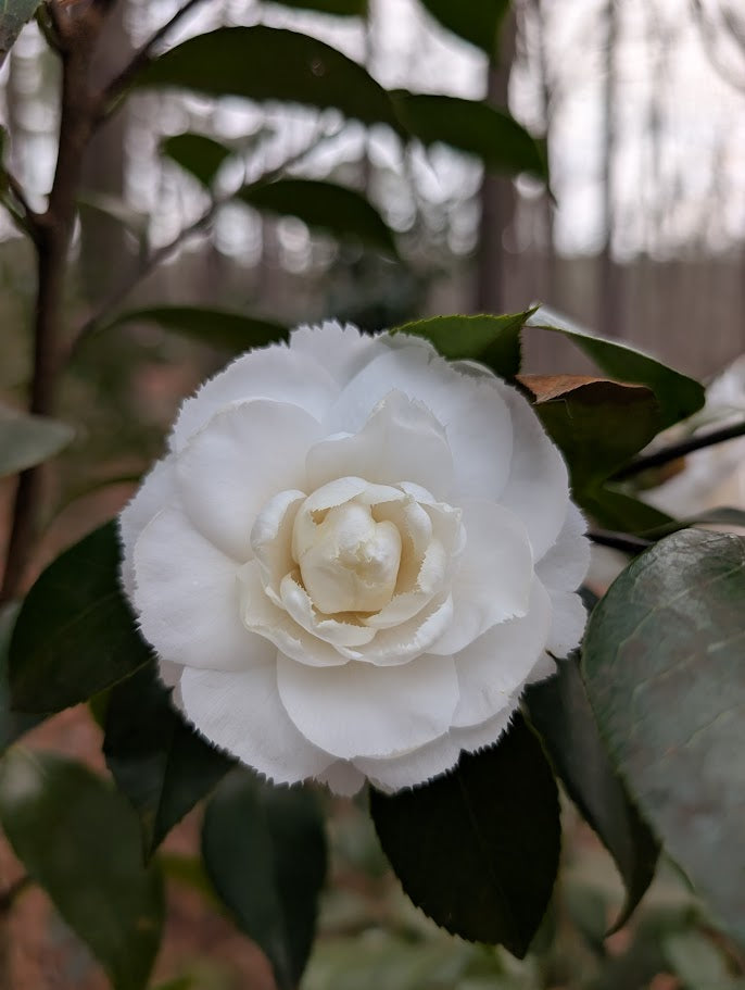 Camellia japonica 'Fimbriata'
