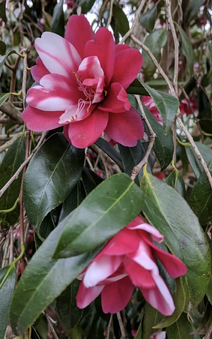 Camellia japonica 'Hakuhan-kujaku' – Garden Treasures Nursery