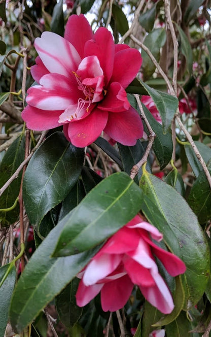Camellia japonica 'Hakuhan-kujaku'