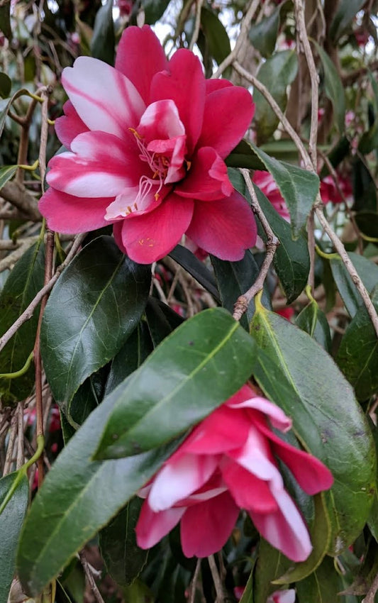 Camellia japonica 'Hakuhan-kujaku'