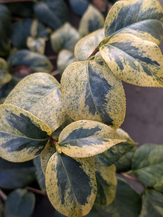 Camellia japonica 'Hatsukari Variegated' RARE!