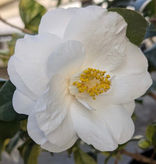 Camellia japonica 'Hatsukari Variegated' RARE!