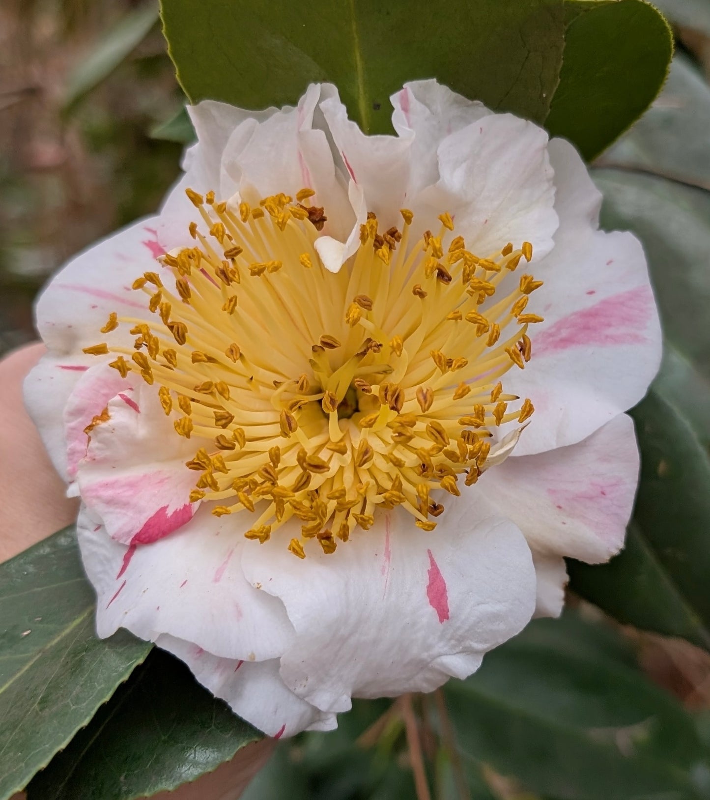 Camellia japonica (Higo) 'Nioi Fubuki'