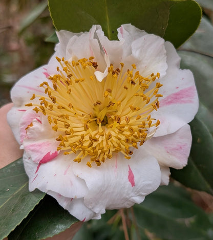 Camellia japonica (Higo) 'Nioi Fubuki'