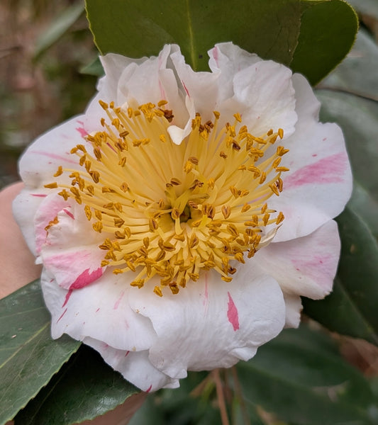 Camellia japonica (Higo) 'Nioi Fubuki'