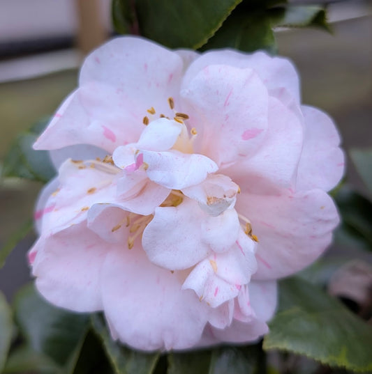 Camellia japonica 'Mike Chelednik' NEW RELEASE!  Garden Treasures EXCLUSIVE!