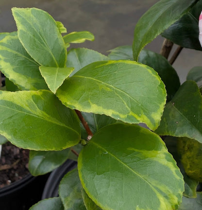Camellia japonica 'Mike Chelednik' NEW RELEASE!  Garden Treasures EXCLUSIVE!