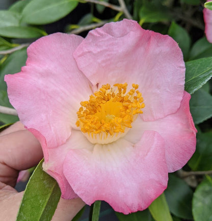 Camellia japonica 'Tama Ikari'
