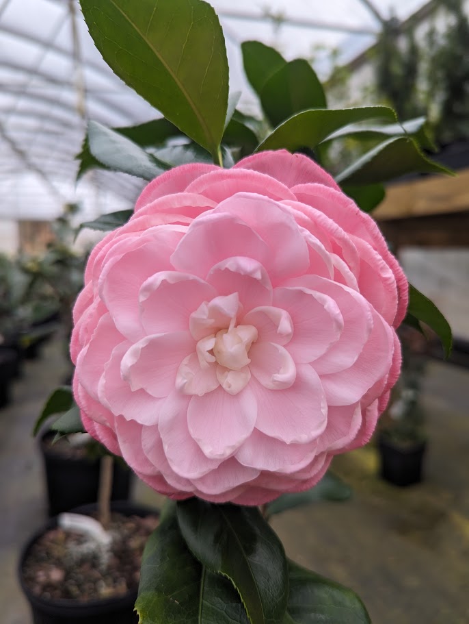 Camellia japonica 'Tammy'