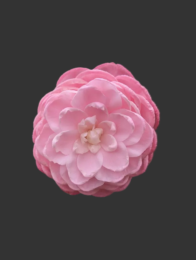 Camellia japonica 'Tammy'