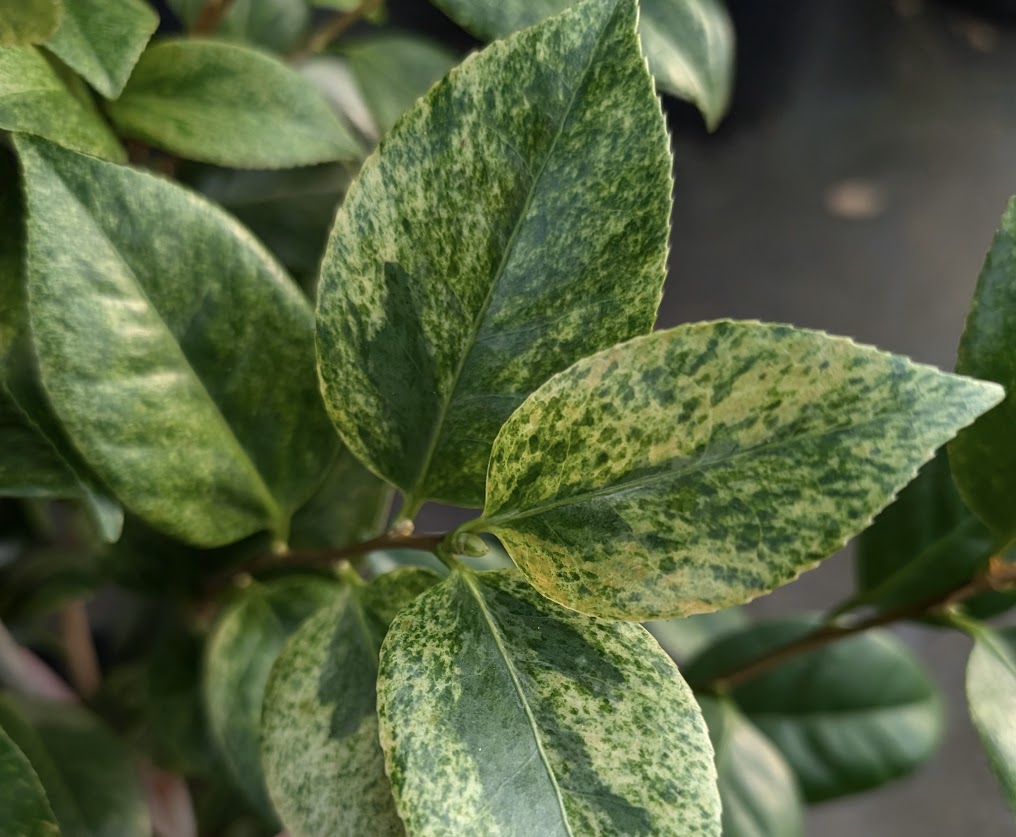 Camellia  japonica 'Wakayama Prefecture' RARE!!!