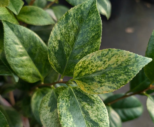 Camellia  japonica 'Wakayama Prefecture' RARE!!!