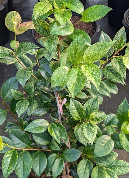 Camellia  japonica 'Wakayama Prefecture' RARE!!!