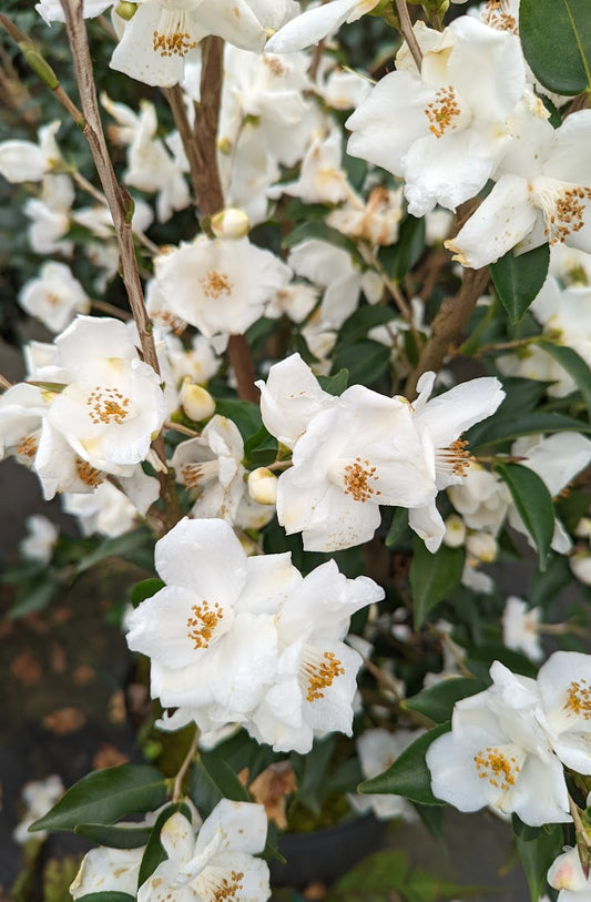 Camellia longicarpa