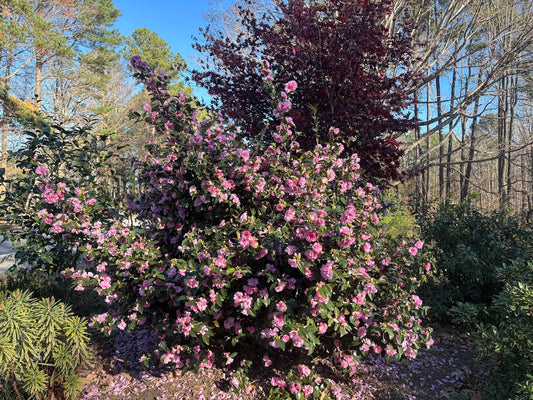 Camellia sasanqua 'Autumn Opulence' EXCLUSIVE NEW GARDEN TREASURES RELEASE!  RARE!!!