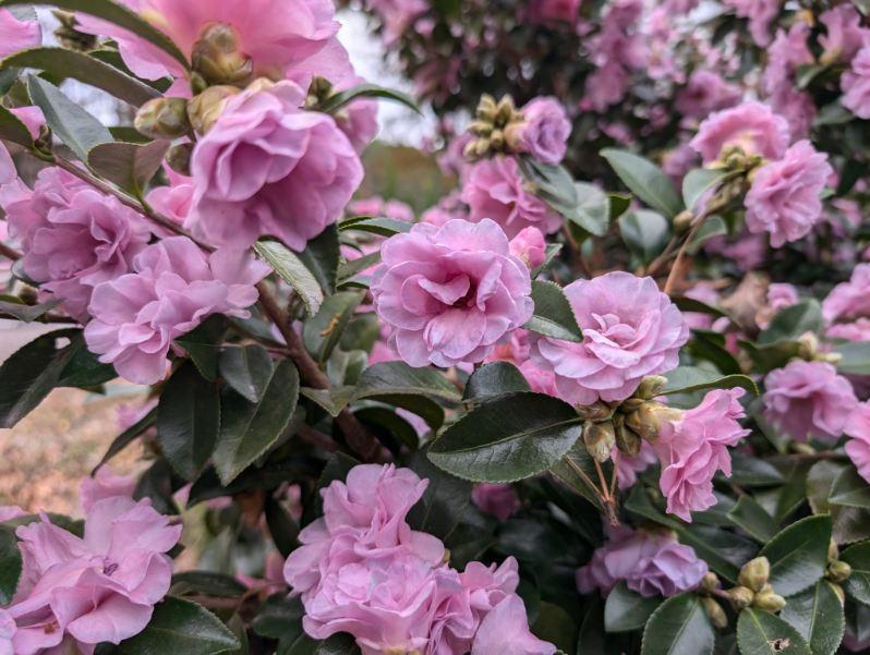 Camellia sasanqua 'Autumn Opulence' EXCLUSIVE NEW GARDEN TREASURES RELEASE!  RARE!!!
