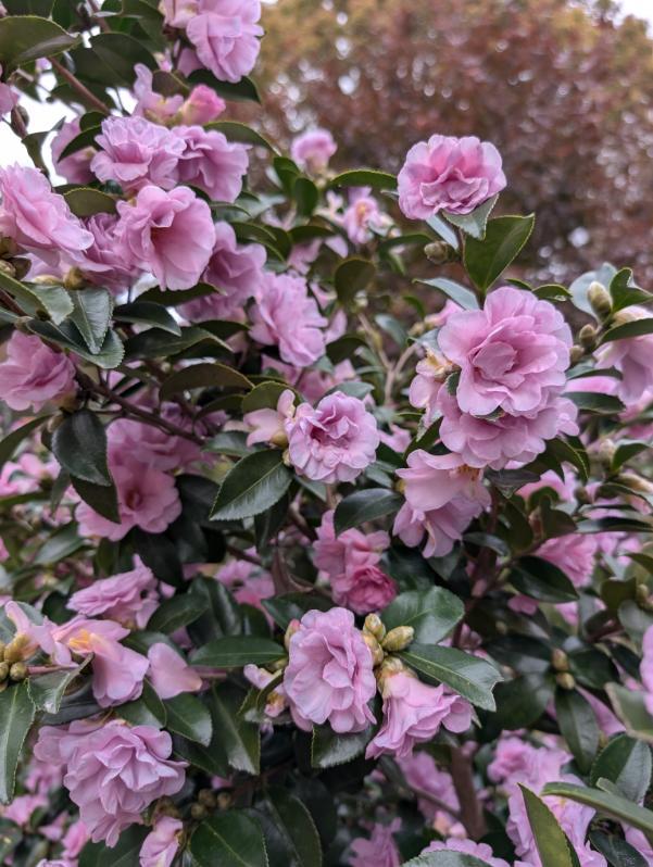Camellia sasanqua 'Autumn Opulence' EXCLUSIVE NEW GARDEN TREASURES RELEASE!  RARE!!!
