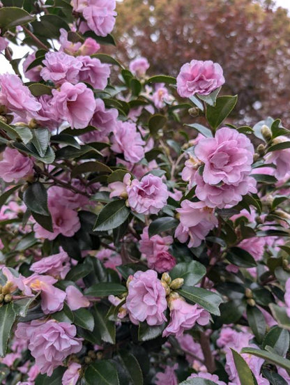 Camellia sasanqua 'Autumn Opulence' EXCLUSIVE NEW GARDEN TREASURES RELEASE!  RARE!!!