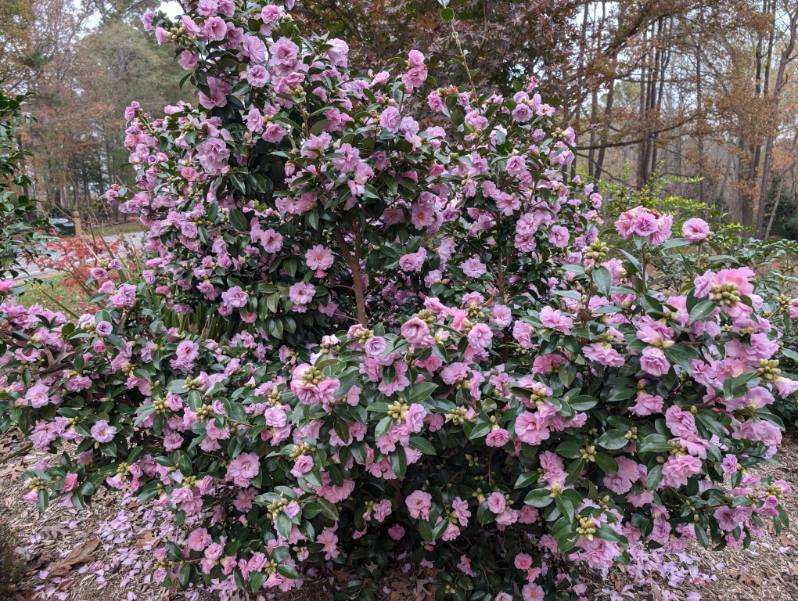 Camellia sasanqua 'Autumn Opulence' EXCLUSIVE NEW GARDEN TREASURES RELEASE!  RARE!!!