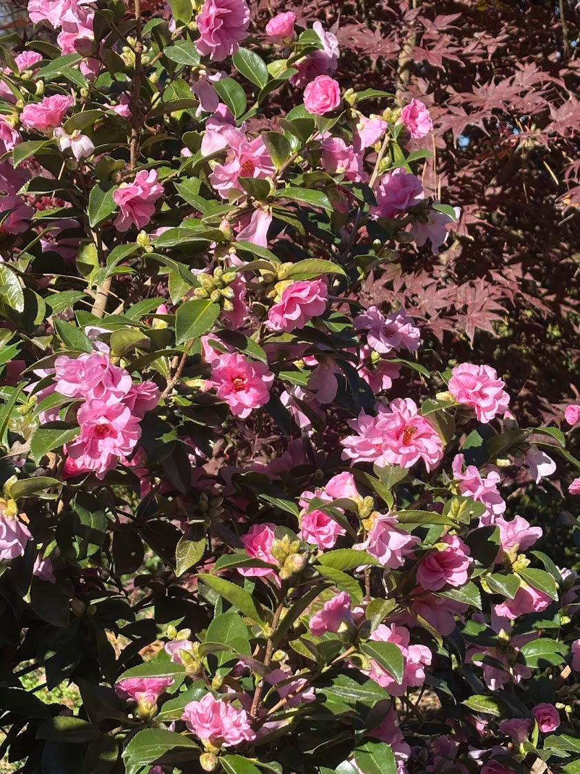 Camellia sasanqua 'Autumn Opulence' EXCLUSIVE NEW GARDEN TREASURES RELEASE!  RARE!!!