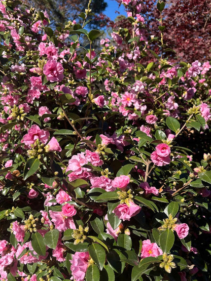 Camellia sasanqua 'Autumn Opulence' EXCLUSIVE NEW GARDEN TREASURES RELEASE!  RARE!!!