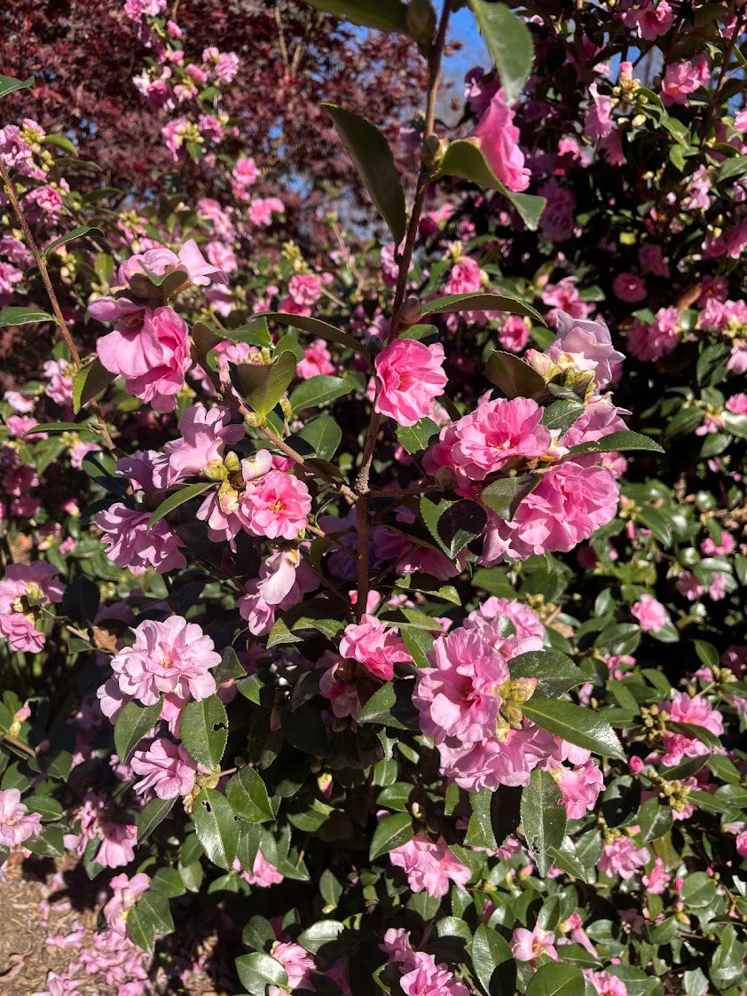 Camellia sasanqua 'Autumn Opulence' EXCLUSIVE NEW GARDEN TREASURES RELEASE!  RARE!!!