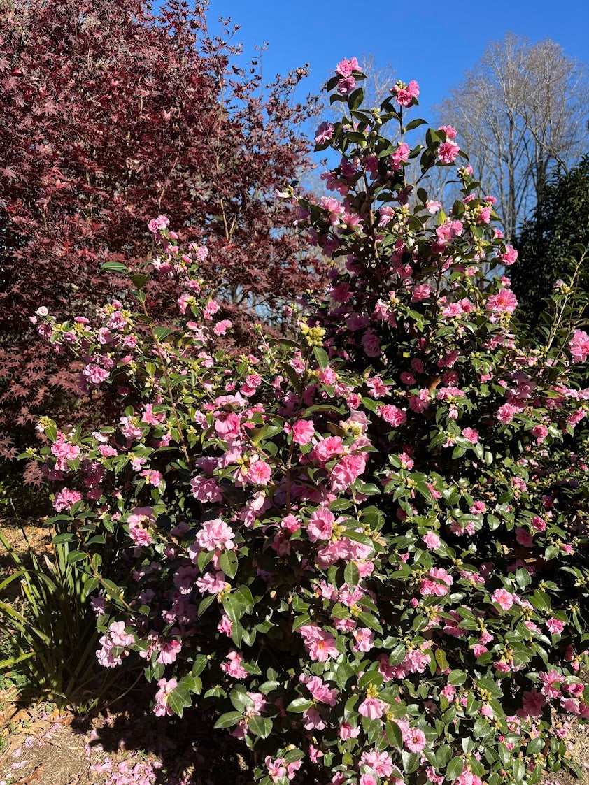Camellia sasanqua 'Autumn Opulence' EXCLUSIVE NEW GARDEN TREASURES RELEASE!  RARE!!!