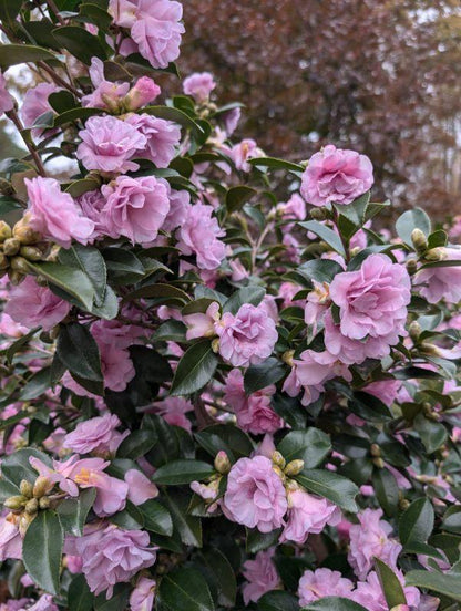 Camellia sasanqua 'Autumn Opulence' EXCLUSIVE NEW GARDEN TREASURES RELEASE!  RARE!!!