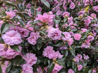 Camellia sasanqua 'Autumn Opulence' EXCLUSIVE NEW GARDEN TREASURES RELEASE!  RARE!!!
