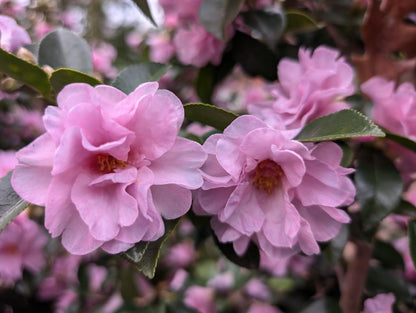 Camellia sasanqua 'Autumn Opulence' EXCLUSIVE NEW GARDEN TREASURES RELEASE!  RARE!!!
