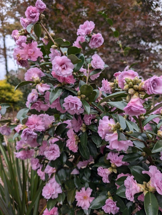 Camellia sasanqua 'Autumn Opulence' EXCLUSIVE NEW GARDEN TREASURES RELEASE!  RARE!!!