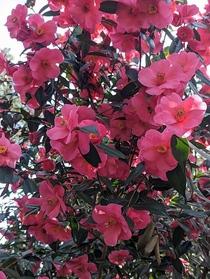 Camellia x 'Crimson Candles'