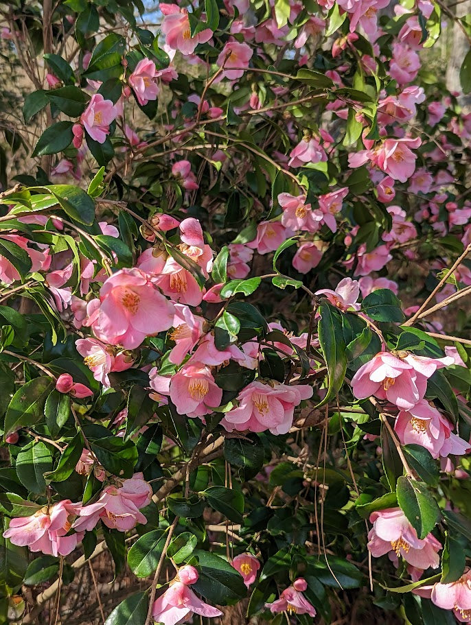Camellia x 'Koto No Kaori'