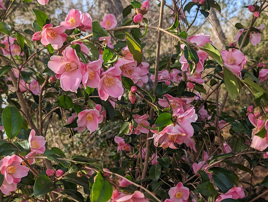 Camellia x 'Koto No Kaori'
