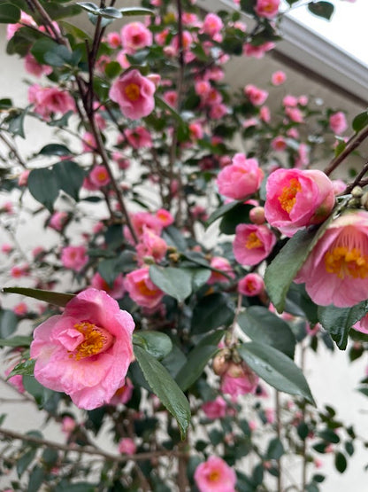 Camellia x 'Tina Tuttle' NEW INTRODUCTION