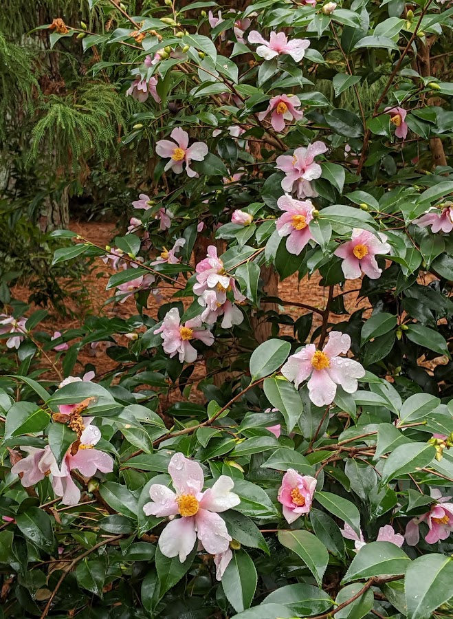 Camellia x 'Yume'