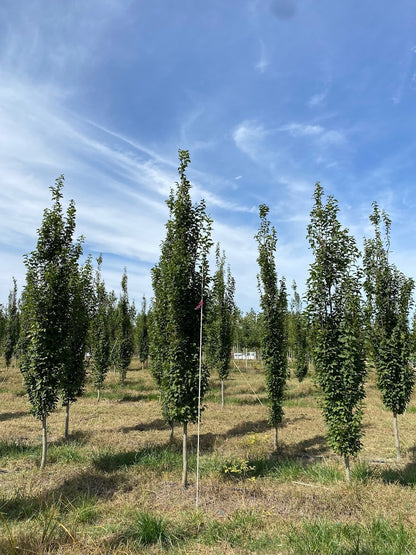 Carpinus betulus 'Franz Fontaine'