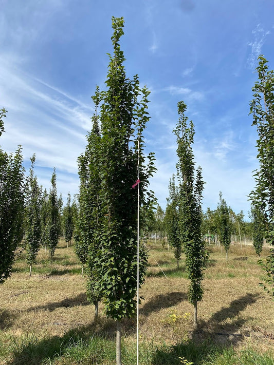Carpinus betulus 'Franz Fontaine' Hornbeam Tree