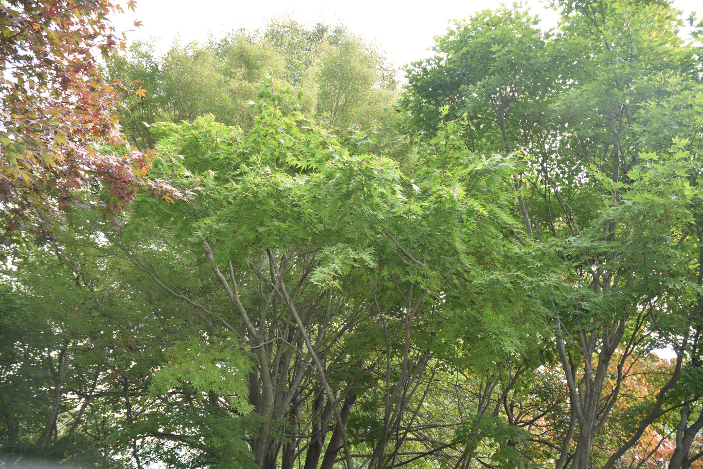 Acer palmatum 'Killarney