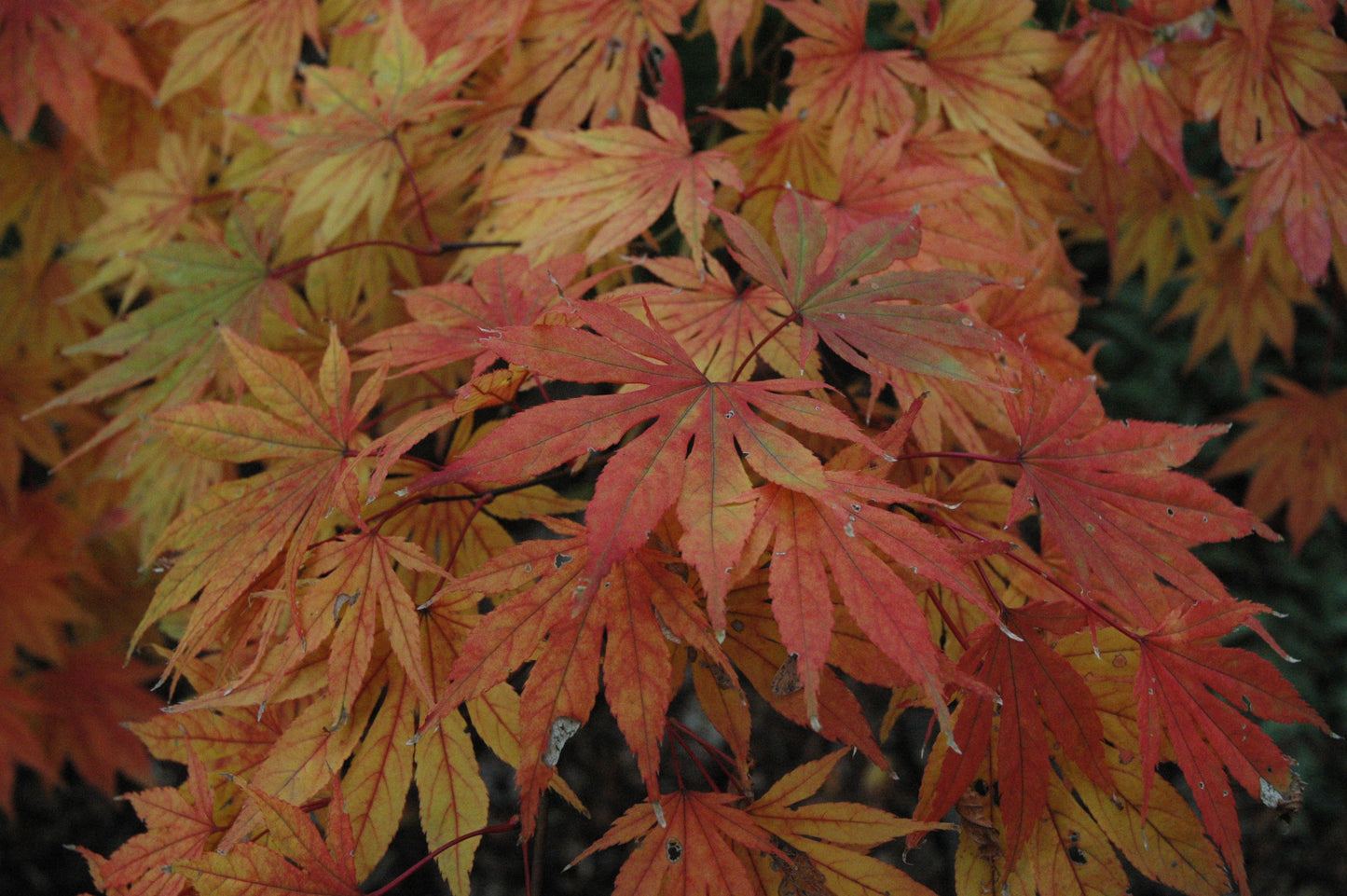 Acer palmatum 'Killarney