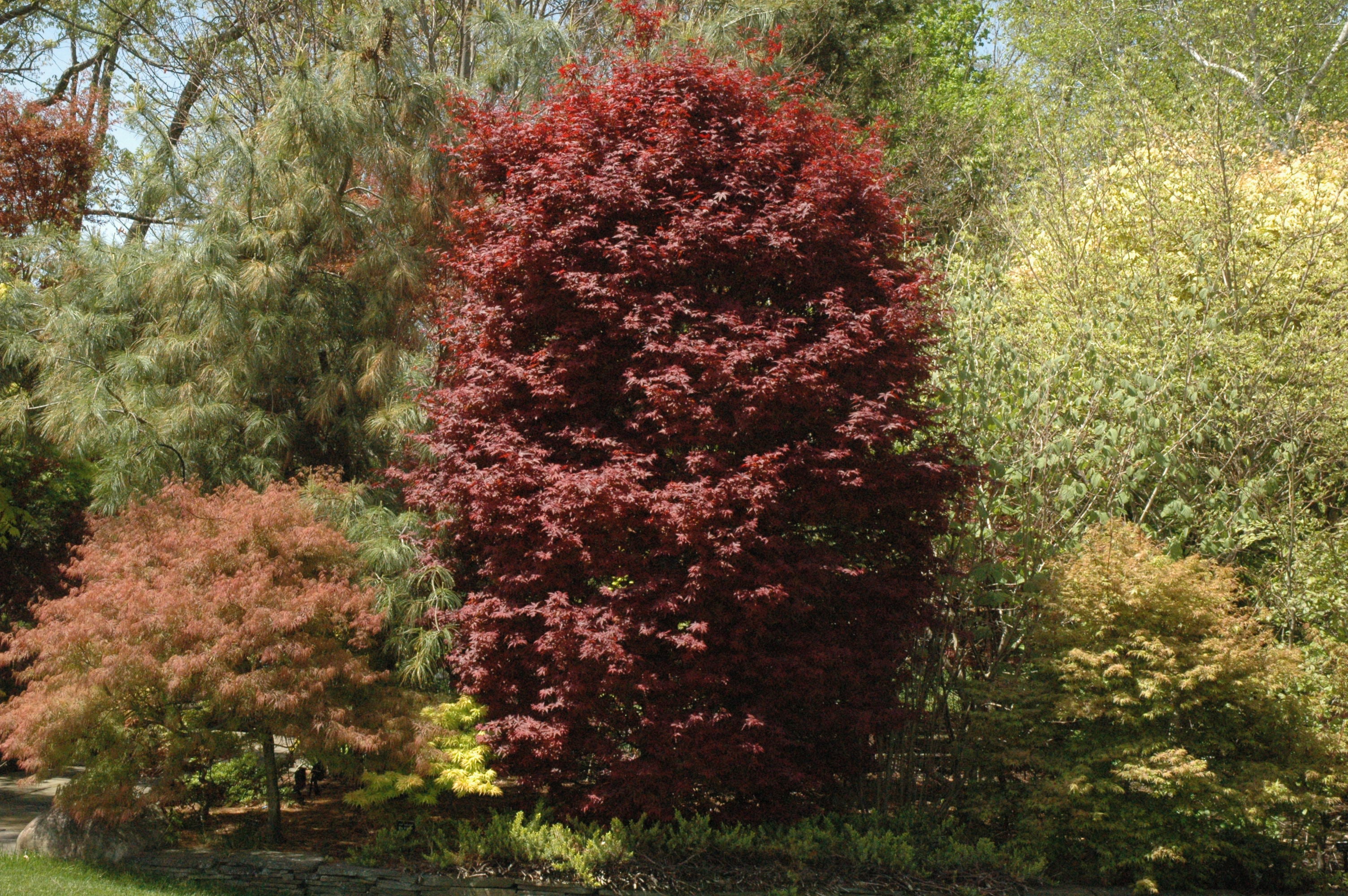 Acer palmatum 'Twombly's Red Sentinel' – Garden Treasures Nursery