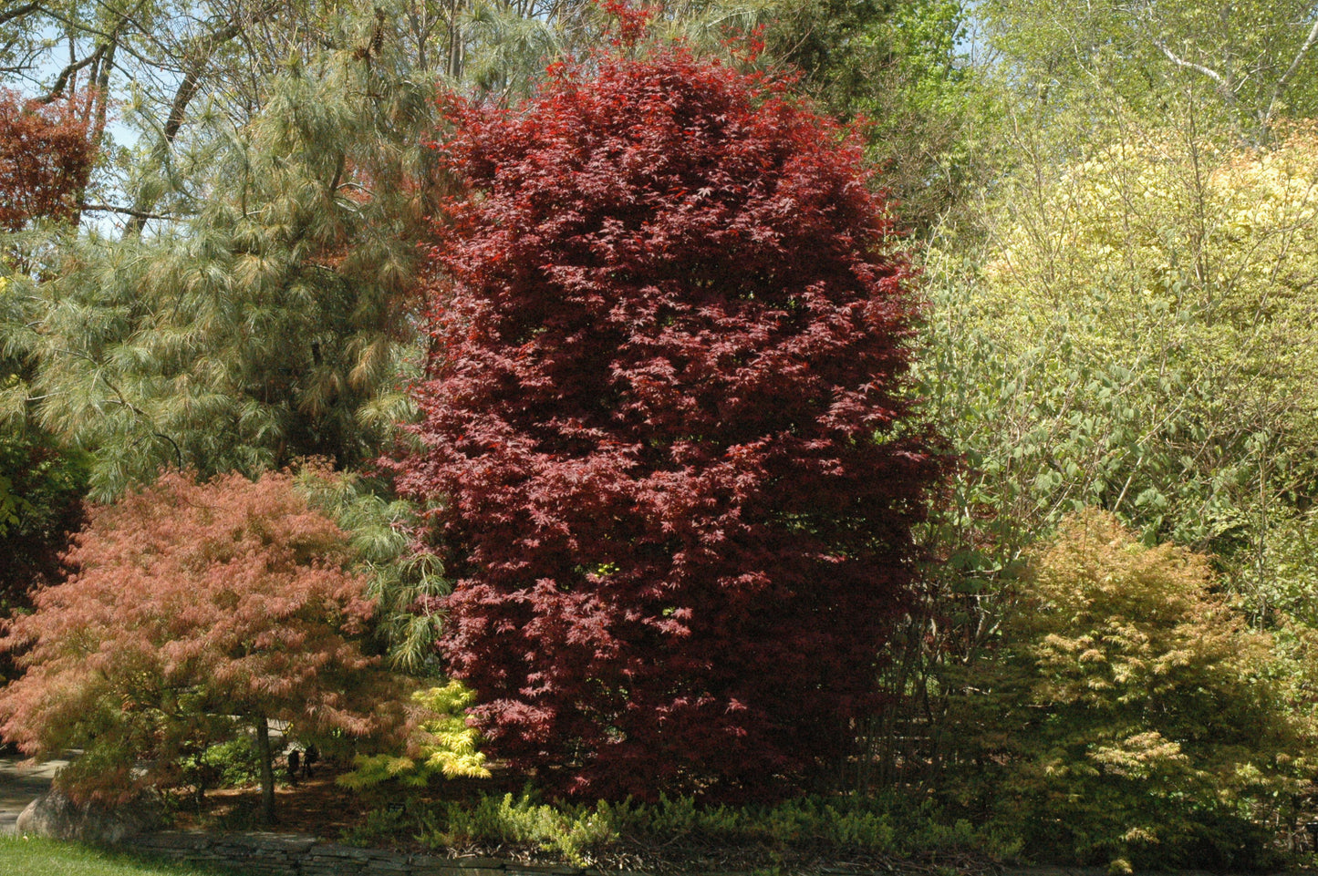 Acer palmatum 'Twombly's Red Sentinel'