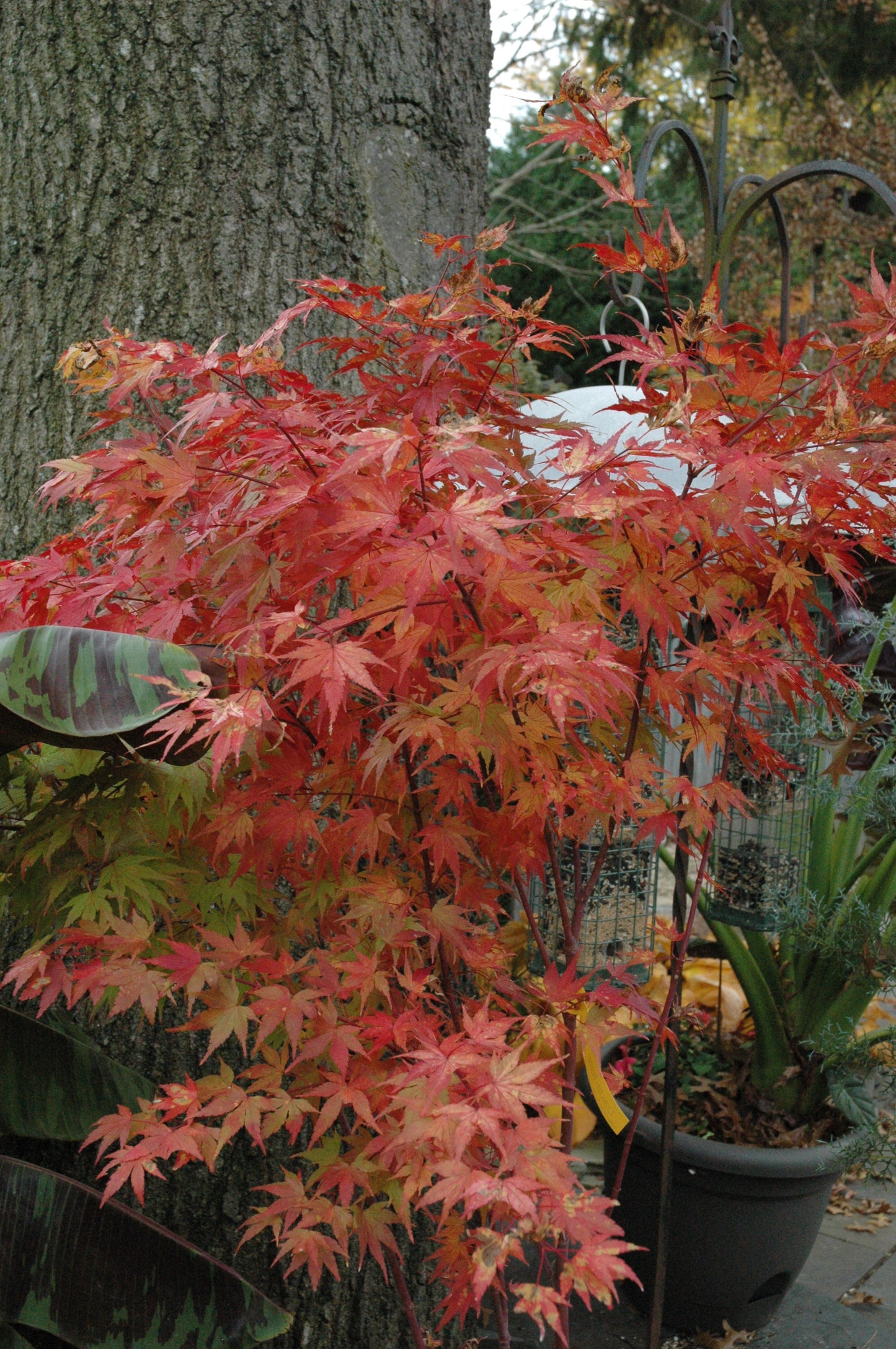 Acer palmatum 'Daidai Haru'